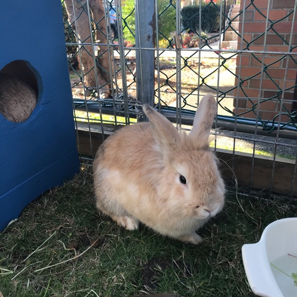 Meet your Posher, Annalise - Picture 1 of 1